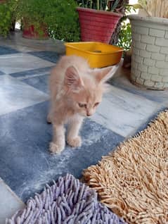 Persian kittens