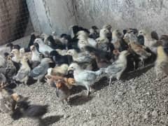 Golden Misri chick's