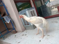 Pure O White Shamo