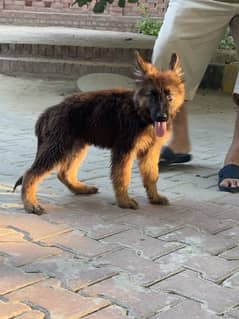 German Shepherd Puppy - Pure breed