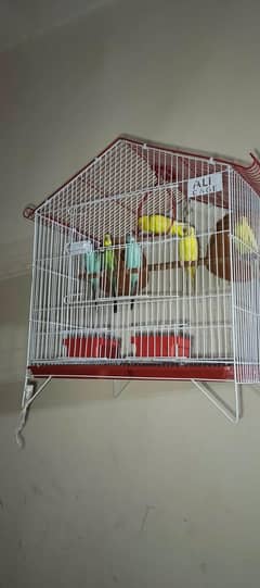Asterailian Parrots 3 Pair Red Eyes
