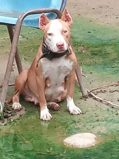 pregnant female for sale. 49 days pregnant