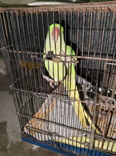 raw parrot for sale