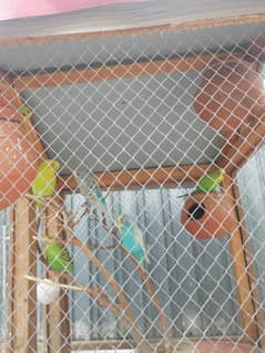 Australian parrots