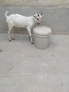 tapra bakra kodu ziro saiz