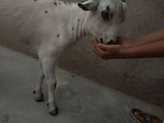 tapra
