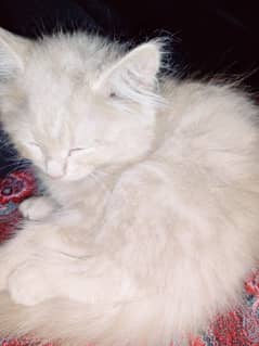 Triple Coated Persian Female Cat Ginger Color long hairs
