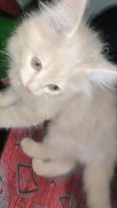 Triple Coated Persian Female Cat Ginger Color long hairs