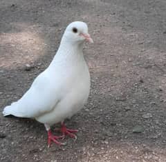 Danish pegion
