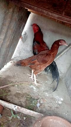 breeding pair