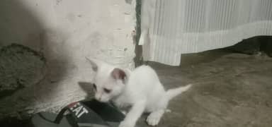 person cat single cot