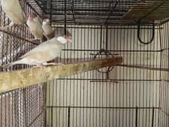 Fawn java and finches