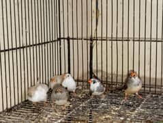 Finches