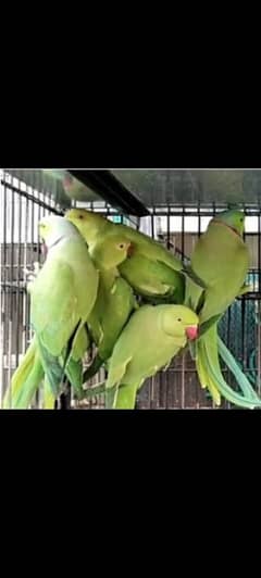 Parrot for sale