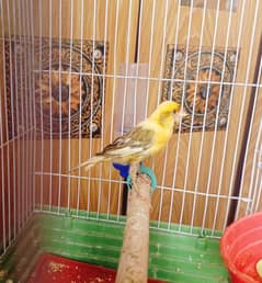 Canary