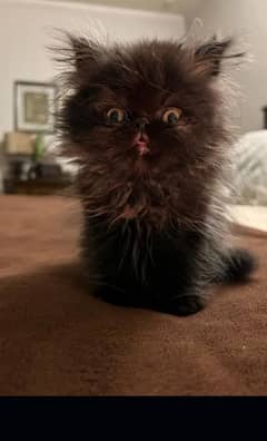 Persian kitten extreme punch face for sale