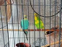 parrots for sale with cage and accessories