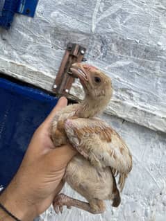 Aseel chick for sale age 45 days loction kallar sasydha