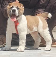 king Alabai dabal hadi havey bone Structure security for sale