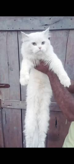 Persian Male Cat