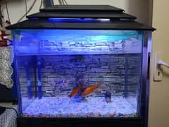 fish aquarium and 4 fish for sale