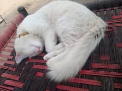 mail cat