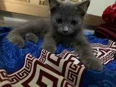 Persian Male Cat Triple Code For Sale Samoky Gray Kitten