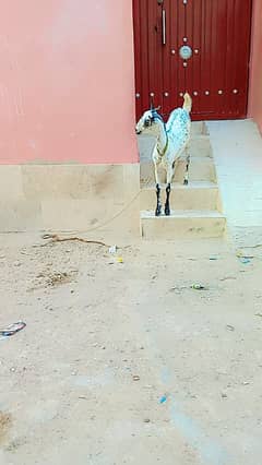 Barbary bakri