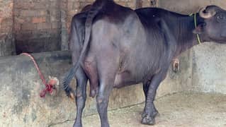 2 jhotiya for sale Sialkot