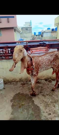 makhi cheena female goats