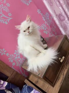 male, female both one year old