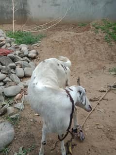 Goat for Sale Urgent