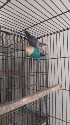 Love Birds for sale