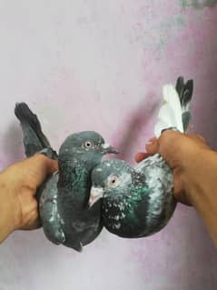 kabli high felay pair sale. .