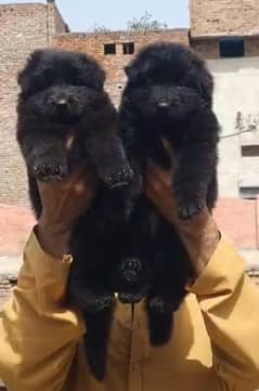 Black German Shepherd Long Coat Pair | German Shepherd Puppies
