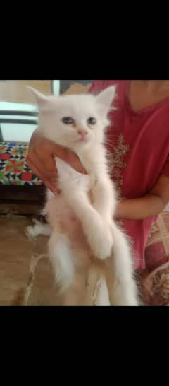Persion Cats and kitten