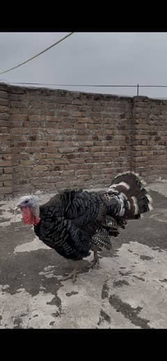 Turkey birds 