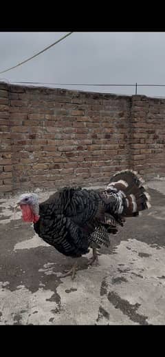 turkey