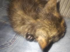 persion cat