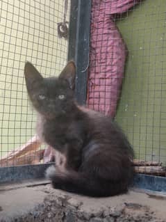black Persian