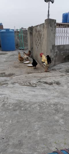 Desi murgi Andy wali 0321 4024894