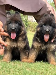German shepherd Dog My WhatsApp 03038430702