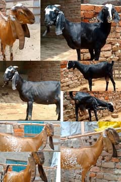 Bakri