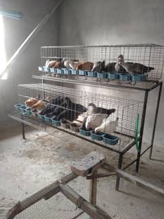 LAYER CAGE