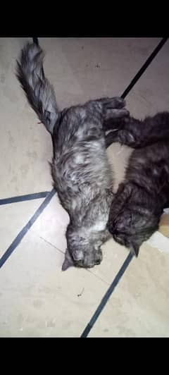 2 cat female Persian cat very cute  for more detail read description
