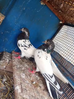 Pigeons