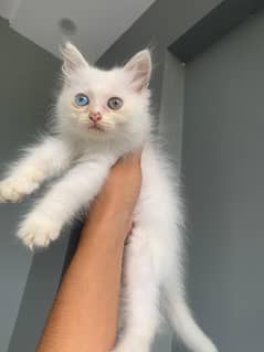 Long hairs kitten (oud eyes)