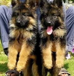 German shepherd Dog My WhatsApp 03038430702