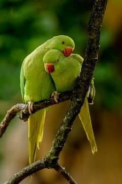Green parrot available