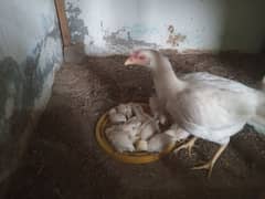 ہیرا اصیل heera aseel chicks and pathy available
